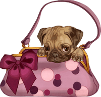 a pug puppy in a handbag 
